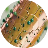 Dot5
