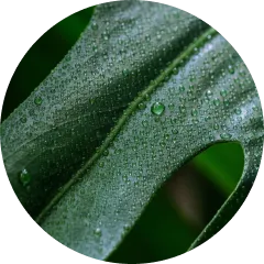Dot4