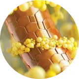 Dot6
